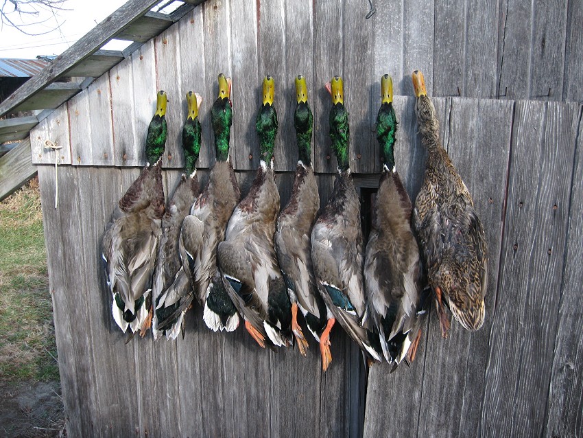 Missouri Duck Hunting Club Row Crop Farm Land for sale Waterfowl
